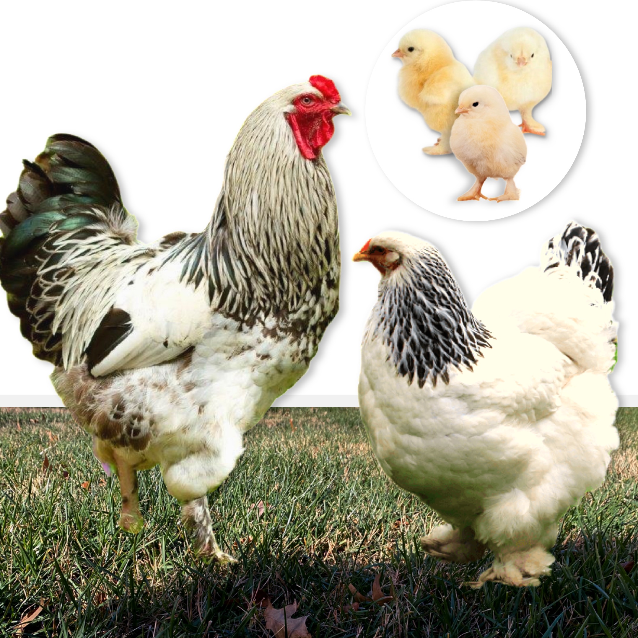 Light Brahma Chicks  Chickens for Backyards 